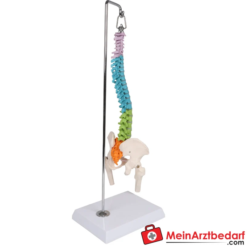 Erler-Zimmer Flexible Miniaturwirbelsäule, didaktisch