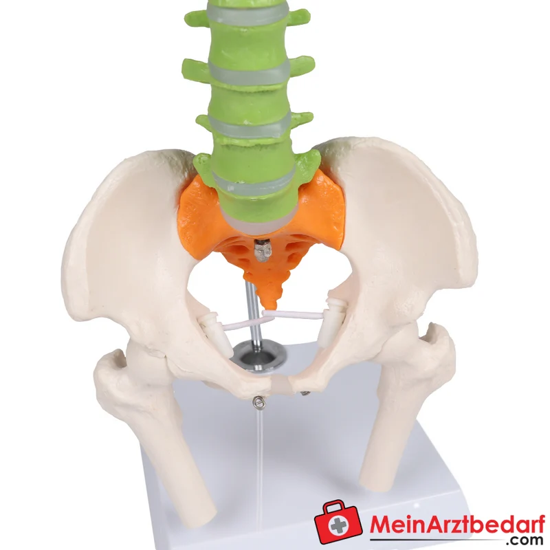 Erler-Zimmer Flexible Miniaturwirbelsäule, didaktisch
