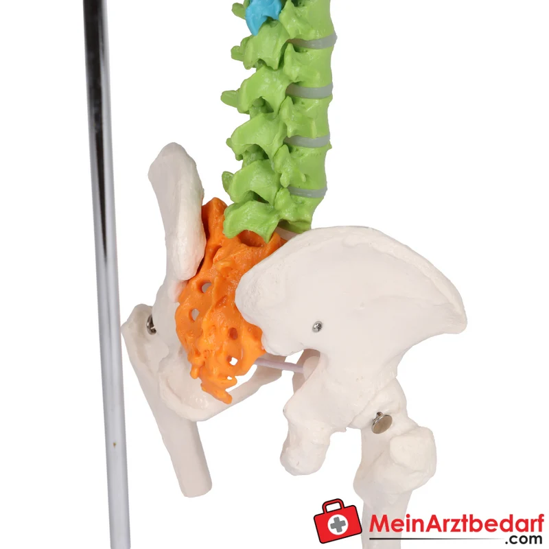 Erler-Zimmer Flexible Miniaturwirbelsäule, didaktisch