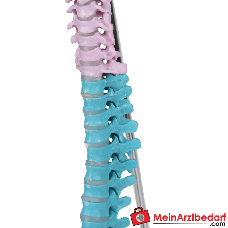 Erler-Zimmer Flexible Miniaturwirbelsäule, didaktisch