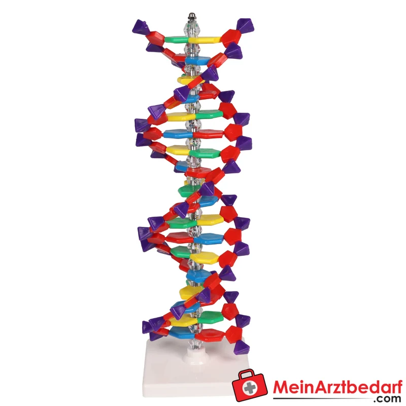 Erler-Zimmer DNA Doppelhelix