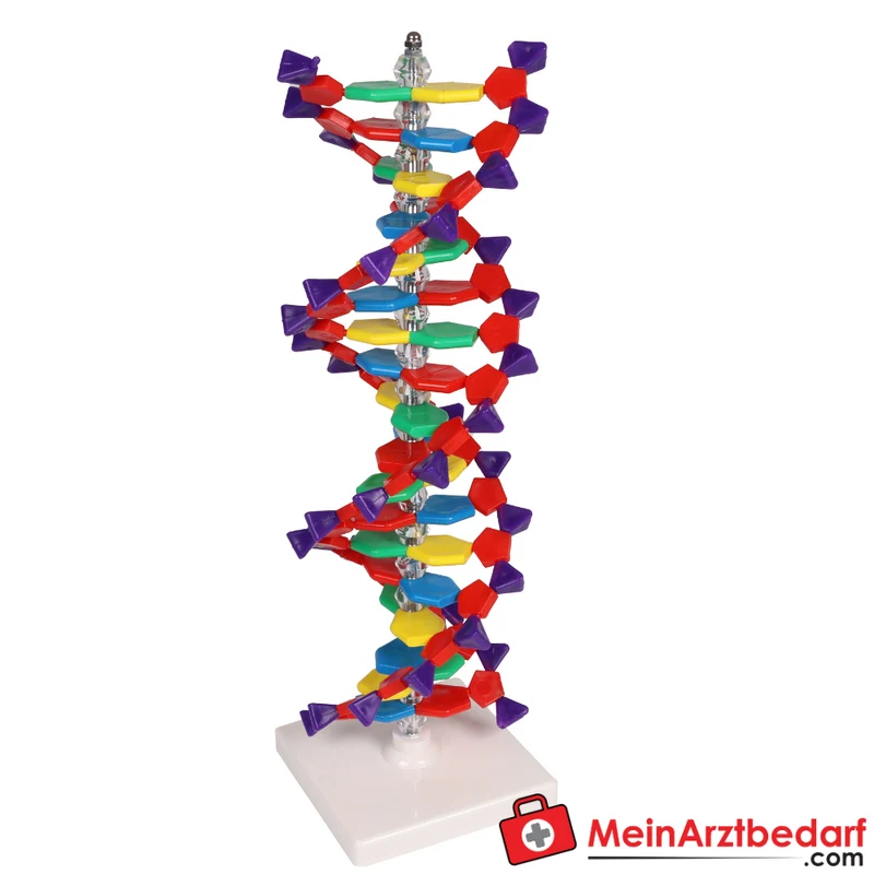 Erler-Zimmer DNA Doppelhelix