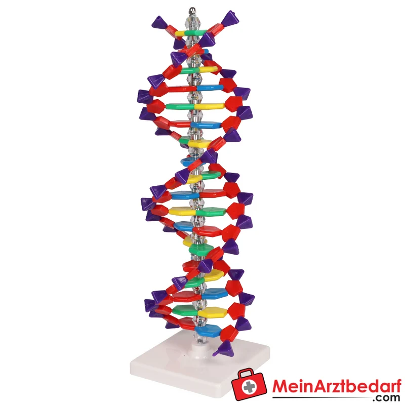 Erler-Zimmer DNA Doppelhelix