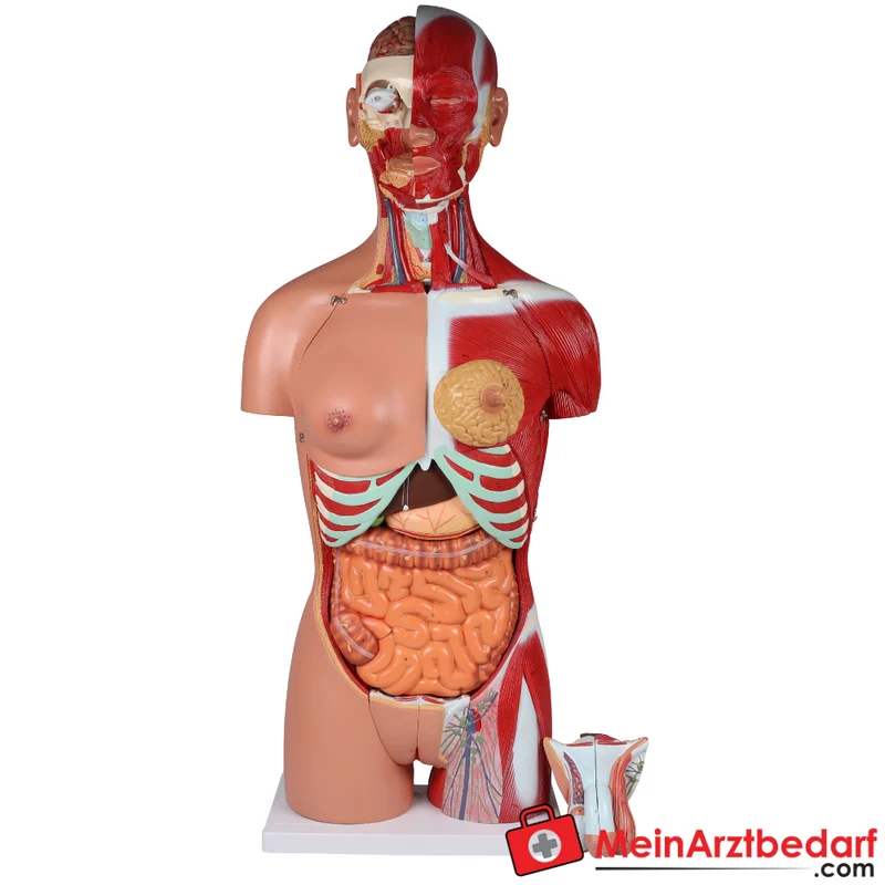 Erler-Zimmer Zweigeschlechtlicher Anatomietorso 28-teilig