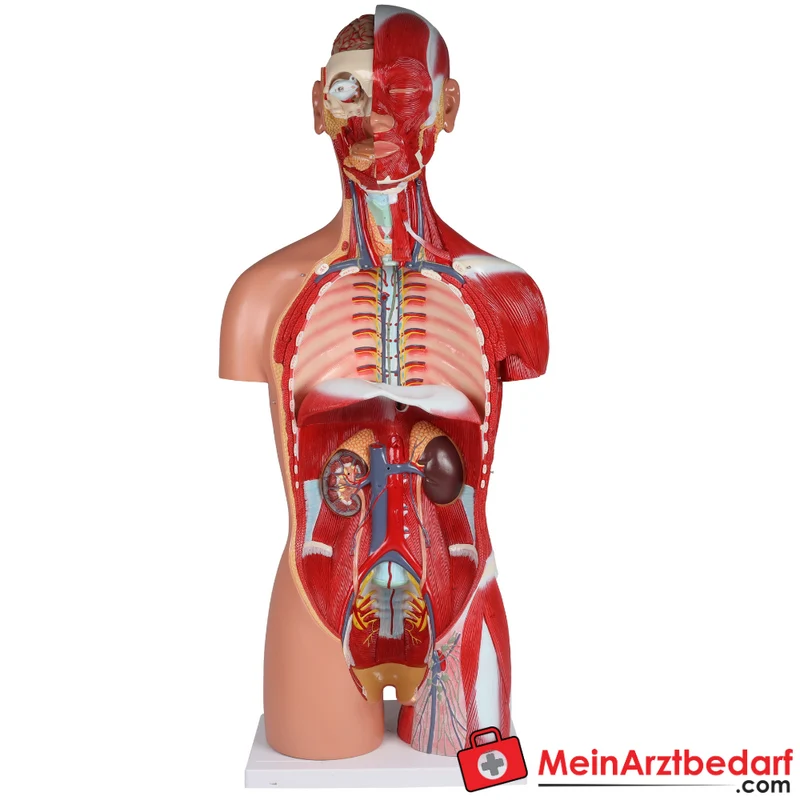 Erler-Zimmer Zweigeschlechtlicher Anatomietorso 28-teilig