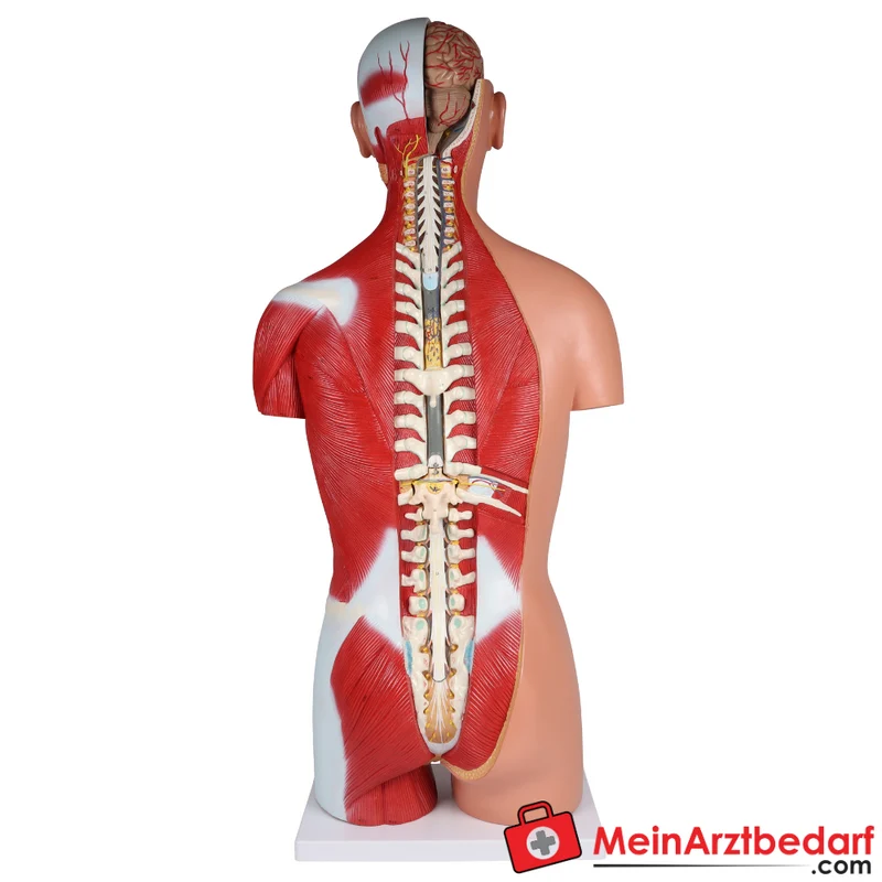 Erler-Zimmer Zweigeschlechtlicher Anatomietorso 28-teilig