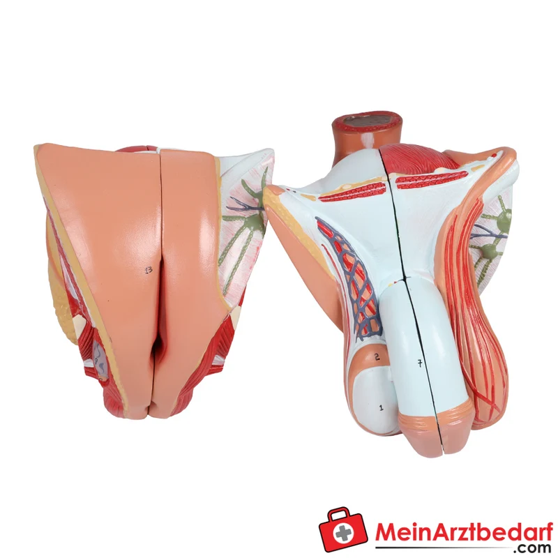 Erler-Zimmer Zweigeschlechtlicher Anatomietorso 28-teilig