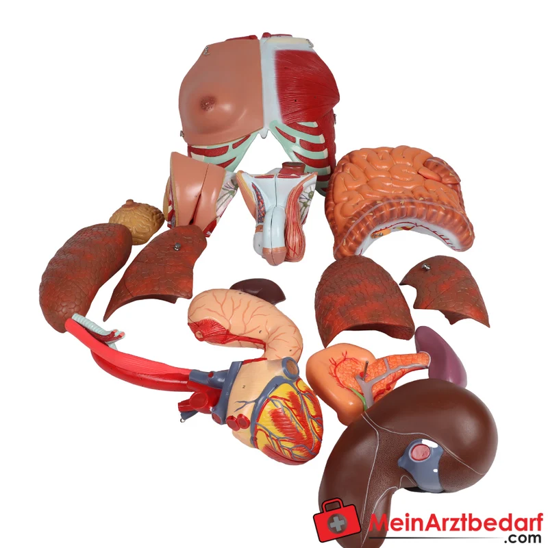 Erler-Zimmer Zweigeschlechtlicher Anatomietorso 28-teilig