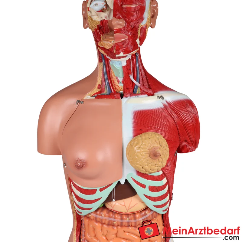Erler-Zimmer Zweigeschlechtlicher Anatomietorso 28-teilig