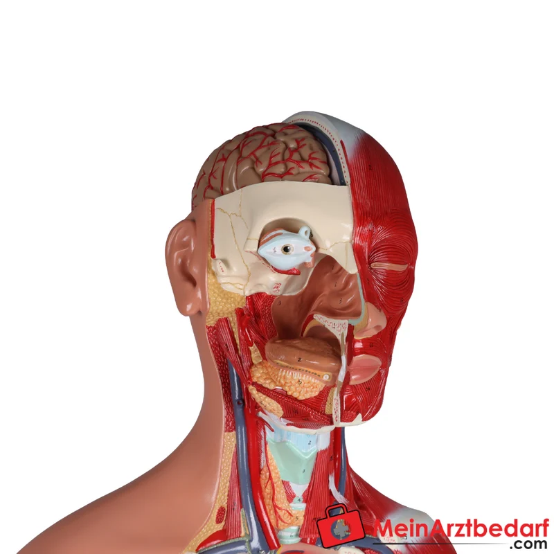 Erler-Zimmer Zweigeschlechtlicher Anatomietorso 28-teilig