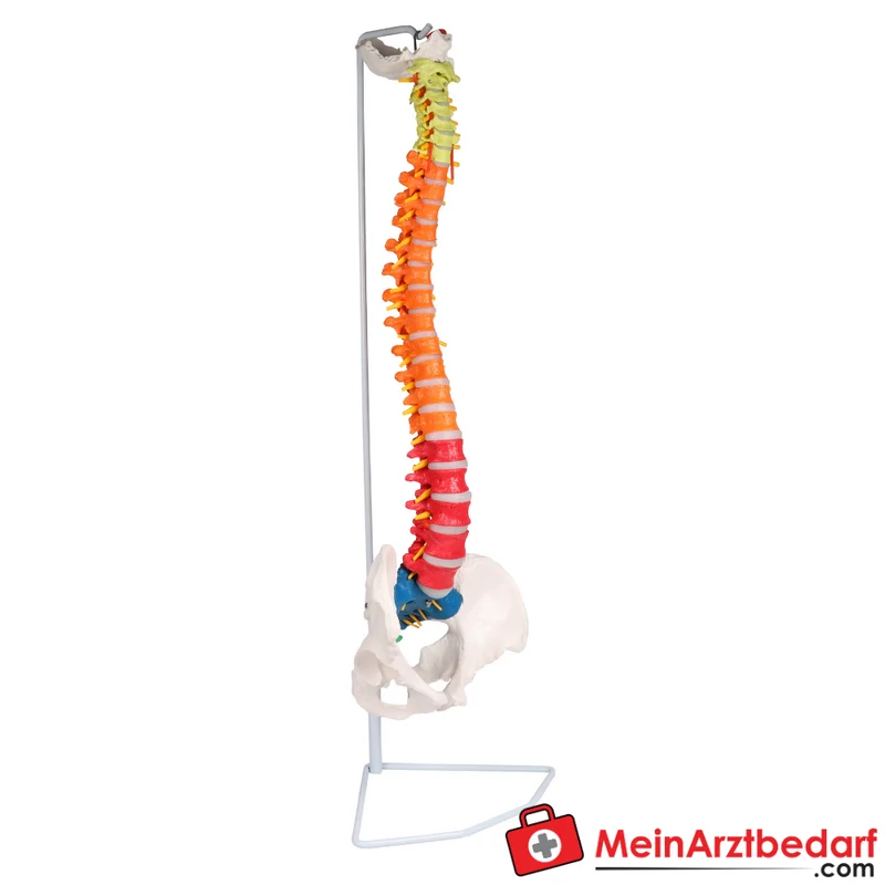 Erler-Zimmer Flexible Wirbelsäule didaktisch