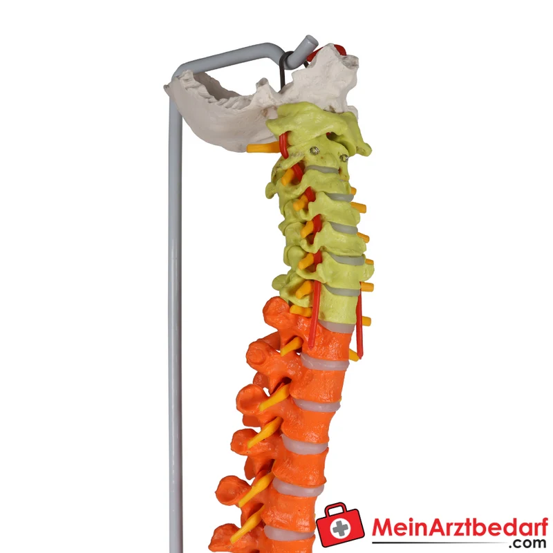 Erler-Zimmer Flexible Wirbelsäule didaktisch
