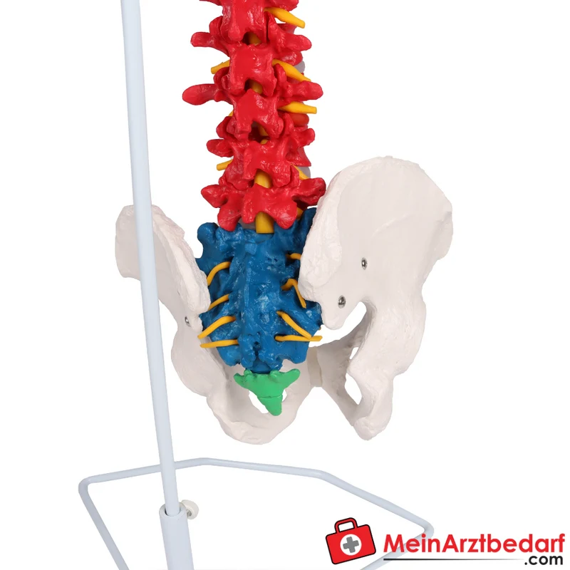 Erler-Zimmer Flexible Wirbelsäule didaktisch