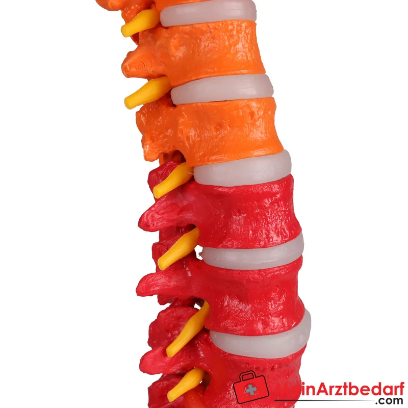 Erler-Zimmer Flexible Wirbelsäule didaktisch