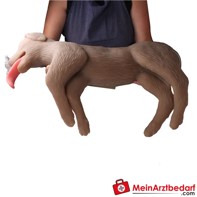 Erler-Zimmer HLW Übungshund Cooper