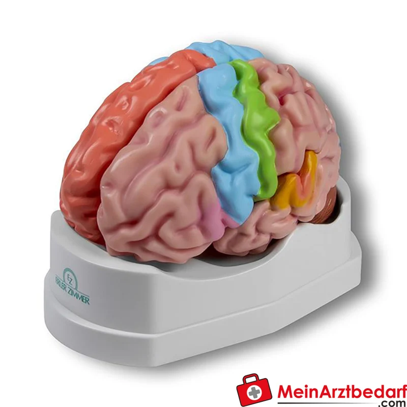 Erler-Zimmer Gehirnmodell funktionell-regional, lebensgroß, 5-teilig, farbig bemalt, EZ Augmented Anatomy