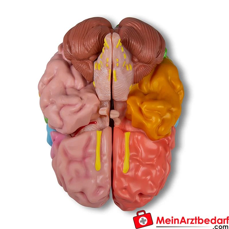 Erler-Zimmer Gehirnmodell funktionell-regional, lebensgroß, 5-teilig, farbig bemalt, EZ Augmented Anatomy