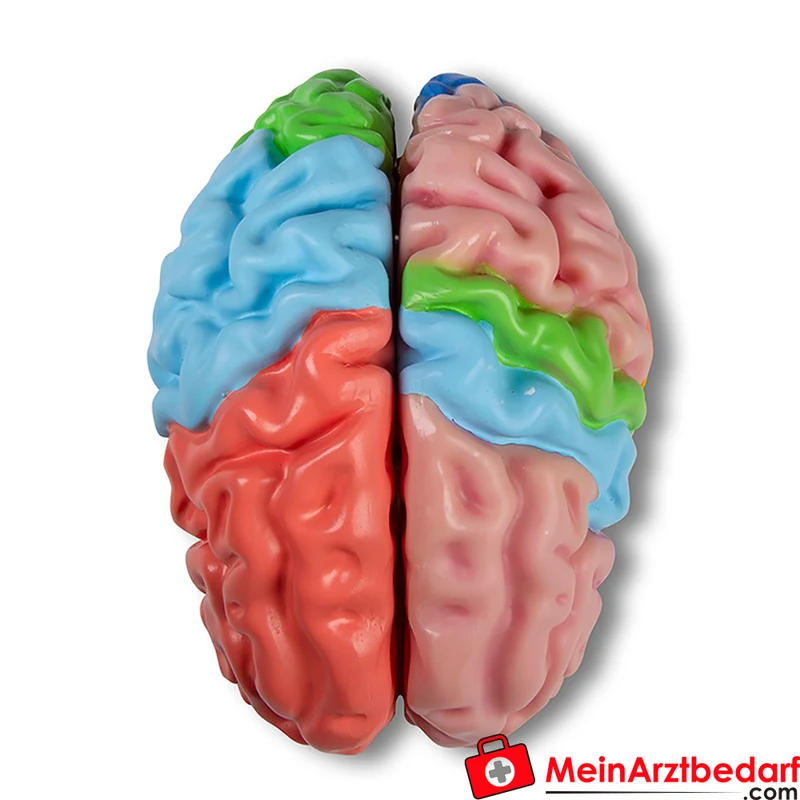 Erler-Zimmer Gehirnmodell funktionell-regional, lebensgroß, 5-teilig, farbig bemalt, EZ Augmented Anatomy