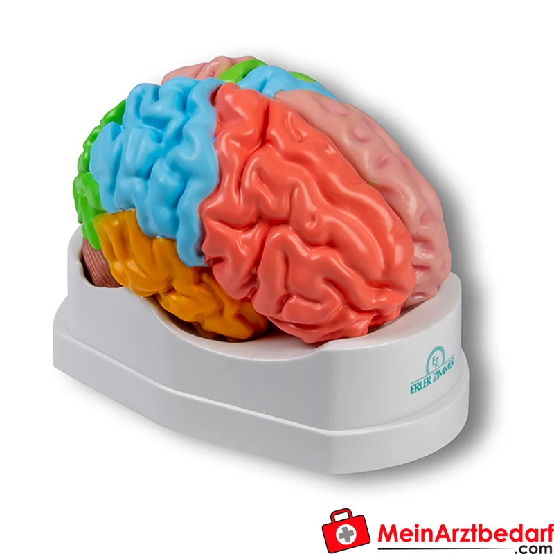 Erler-Zimmer Gehirnmodell funktionell-regional, lebensgroß, 5-teilig, farbig bemalt, EZ Augmented Anatomy