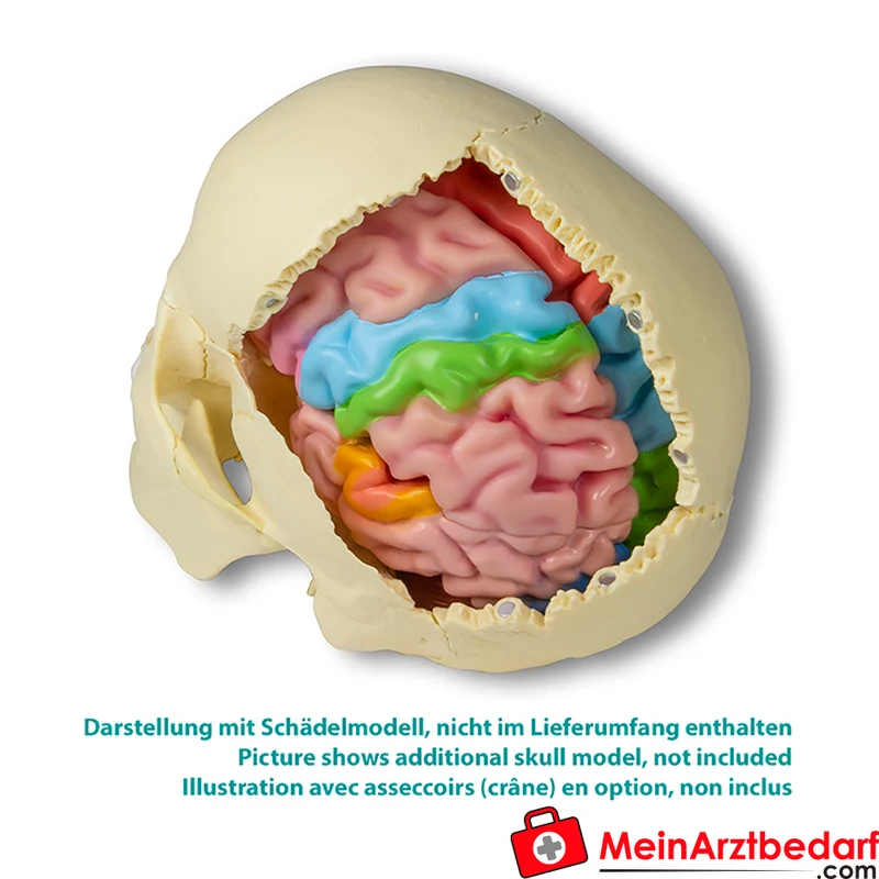 Erler-Zimmer Gehirnmodell funktionell-regional, lebensgroß, 5-teilig, farbig bemalt, EZ Augmented Anatomy
