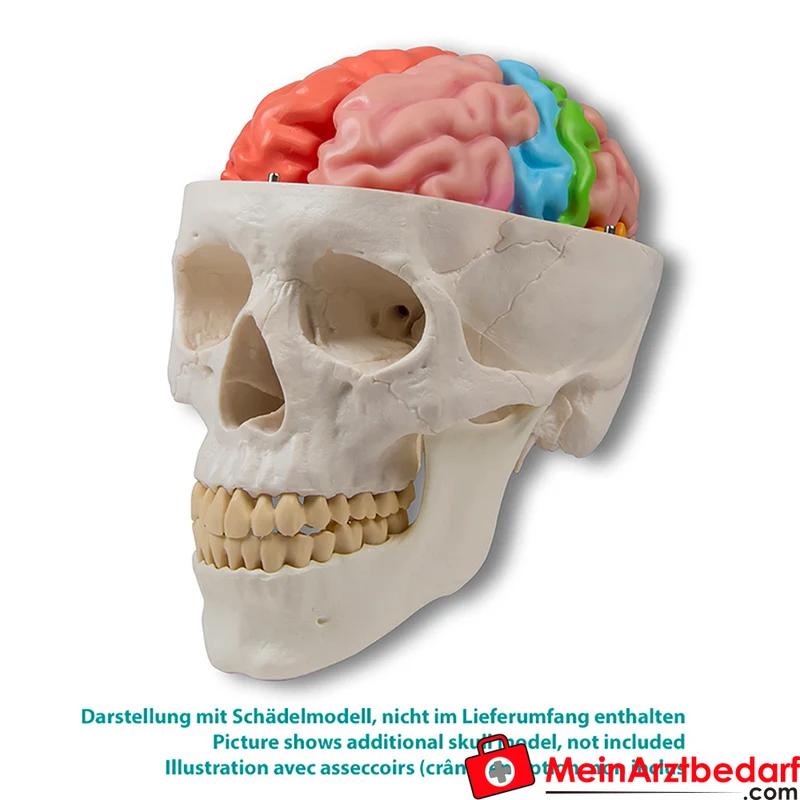 Erler-Zimmer Gehirnmodell funktionell-regional, lebensgroß, 5-teilig, farbig bemalt, EZ Augmented Anatomy