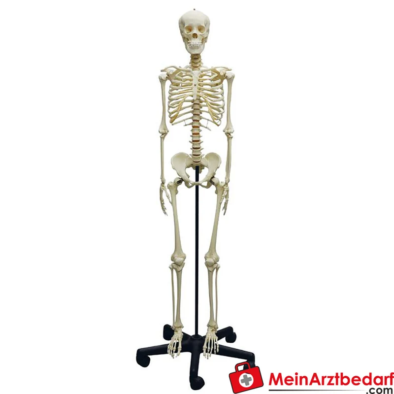 Erler-Zimmer Heranwachsenden-Skelett