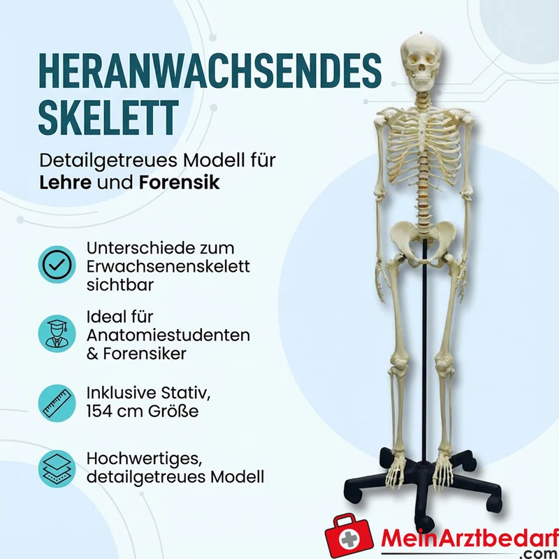 Erler-Zimmer Heranwachsenden-Skelett