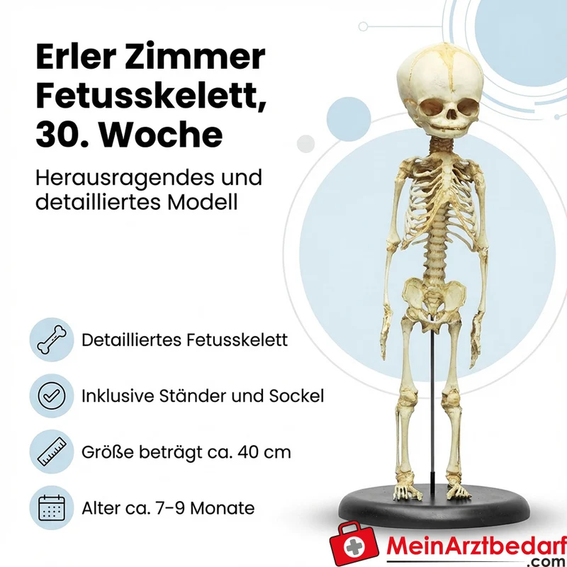 Erler-Zimmer Fetusskelett, 32. Woche