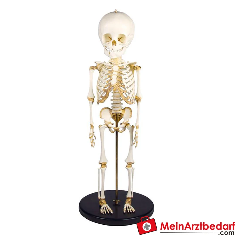 Erler-Zimmer Kinderskelett, 14 bis 16 Monate