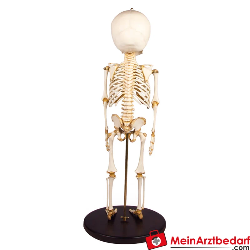 Erler-Zimmer Kinderskelett, 14 bis 16 Monate