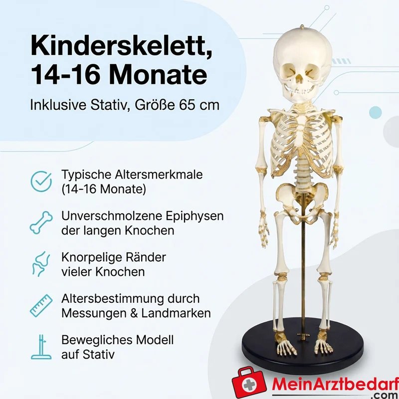 Erler-Zimmer Kinderskelett, 14 bis 16 Monate