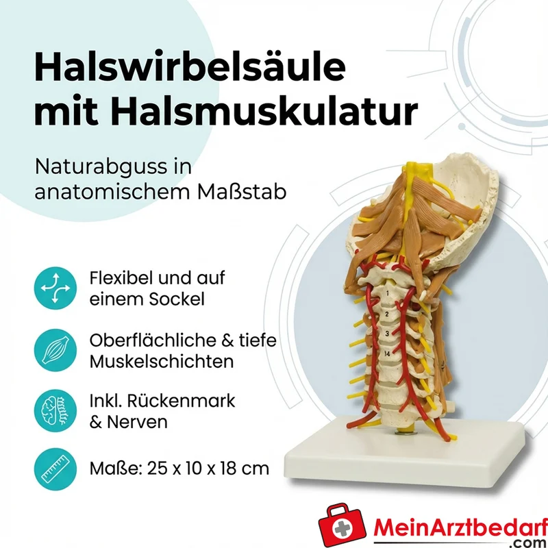 Erler-Zimmer Halswirbelsäule mit Halsmuskulatur
