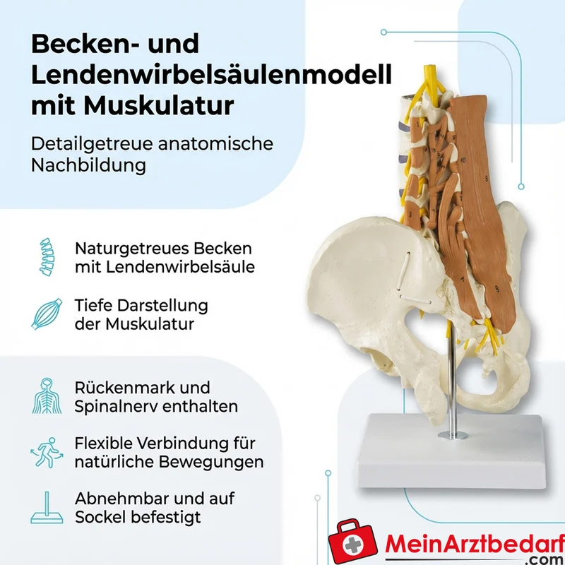 Erler-Zimmer Beckenmodell, LWS mit Lendenmuskeln
