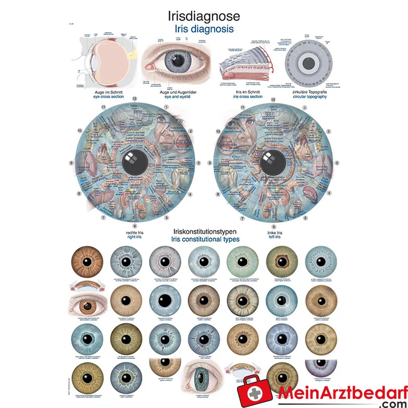 Erler-Zimmer Lehrtafel Irisdiagnose 70x100 cm 200µ Kunststofffolie mit Metallleisten