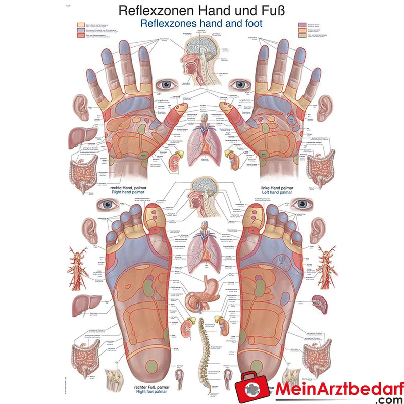 Erler-Zimmer Lehrtafel Reflexzonen Hand und Fuß Kunststofffolie 200µ 70 x 100 cm