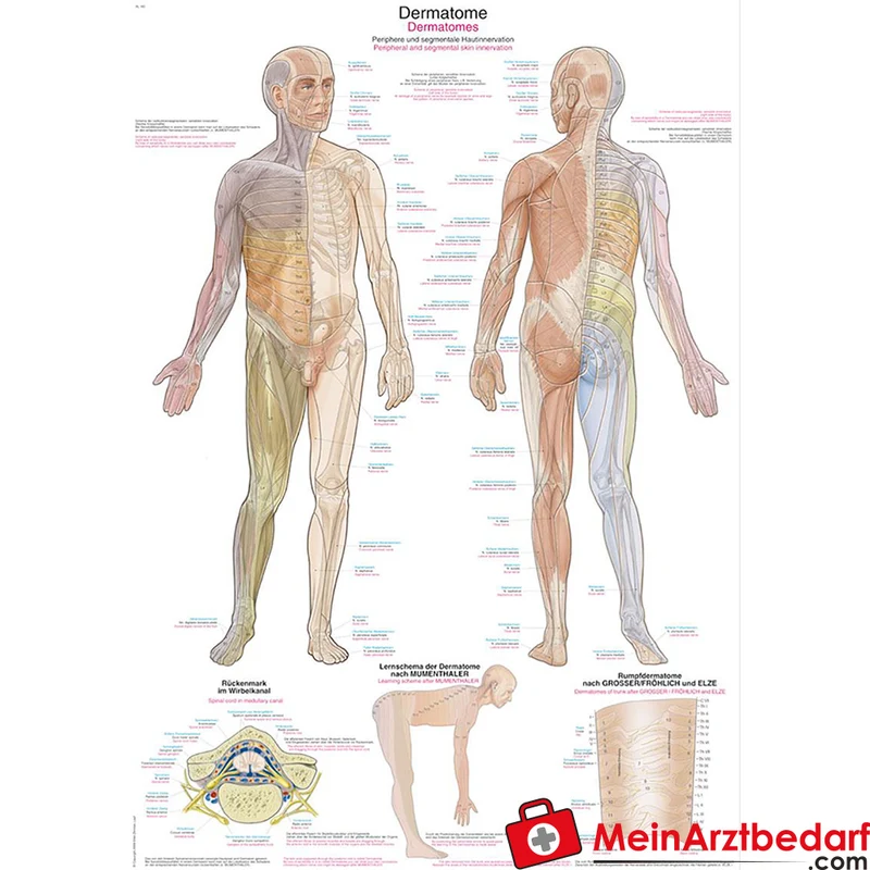 Erler-Zimmer Lehrtafel Dermatome 70x100 cm 200µ Kunststofffolie Metallleisten Deutsch/Englisch