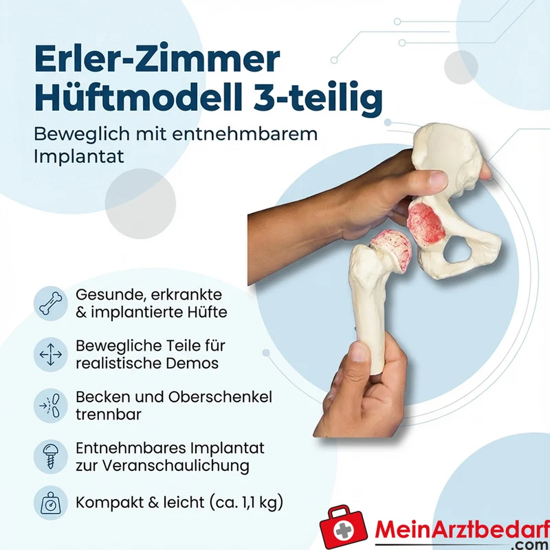 Erler-Zimmer Hüftmodell 3-teilig, beweglich mit entnehmbarem Implantat und Plexiglas-Stativ