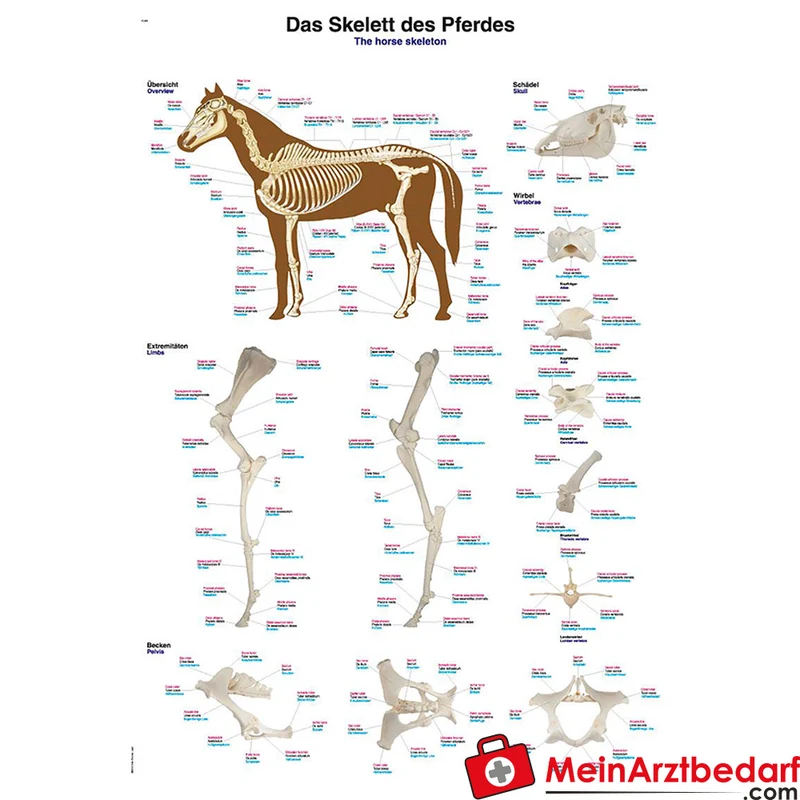Erler-Zimmer Lehrtafel Pferdeskelett 70x100 cm Kunststofffolie 200 µm Metallbeleistung Deutsch/Lat./Engl.
