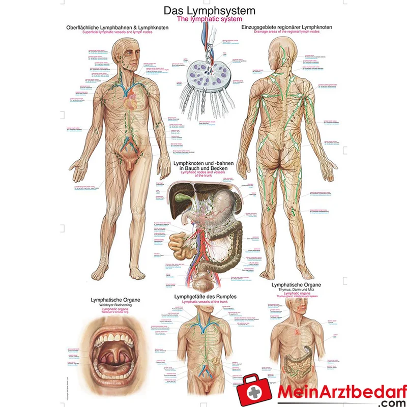 Erler-Zimmer Lehrtafel Das Lymphsystem 50x70 cm Kunstdruckpapier 200 g/m² mit Kunststoffbeleistung