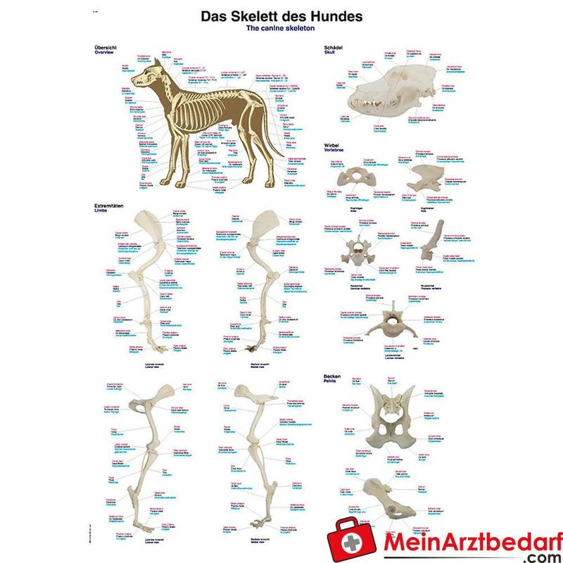 Erler-Zimmer Lehrtafel Skelett des Hundes 70x100 cm 200µ Kunststoff, Metallleisten
