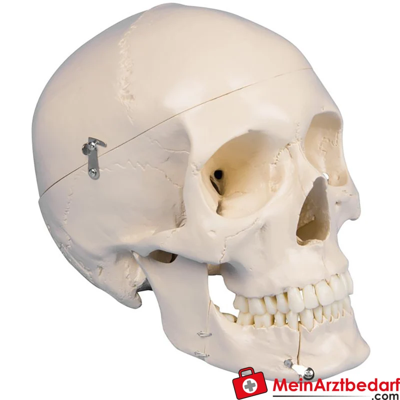 Erler-Zimmer Dental-Schädel 4-teilig – 31 teilbare Zähne, abnehmbarer Unterkiefer, 22 x 13 x 17 cm