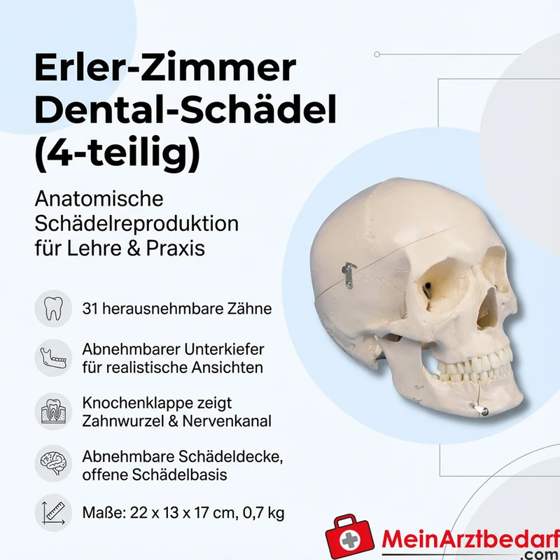 Erler-Zimmer Dental-Schädel 4-teilig – 31 teilbare Zähne, abnehmbarer Unterkiefer, 22 x 13 x 17 cm