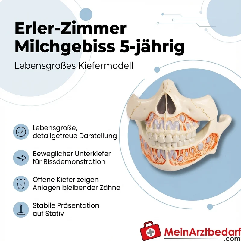Erler-Zimmer Milchgebiss 5-jährig Kiefermodell lebensgroß 9×10×9 cm mit Stativ