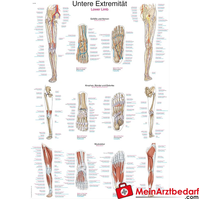 Erler-Zimmer Lehrtafel Untere Extremität 70x100 cm Kunststofffolie 200µ Metallbeleistung deutsch/Latein/Englisch