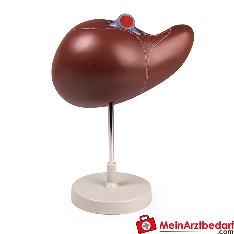Erler-Zimmer Lebermodell 1,5-fach vergrößert, aufgeschnitten Anatomiemodell mit Stativ, 15 x 26 x 12 cm