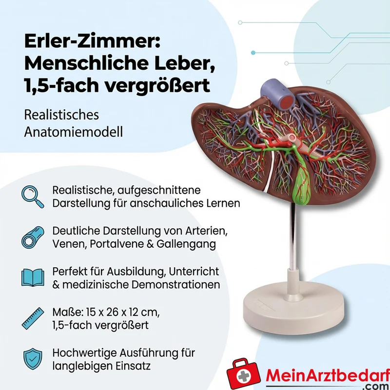 Erler-Zimmer Lebermodell 1,5-fach vergrößert, aufgeschnitten Anatomiemodell mit Stativ, 15 x 26 x 12 cm
