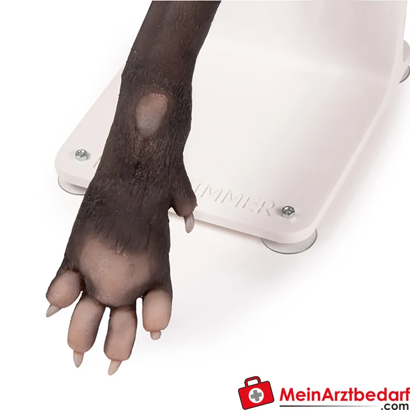 Erler-Zimmer Verbandstrainer Hundepfote, realistisch mit separaten Zehen und flexiblem Gelenk