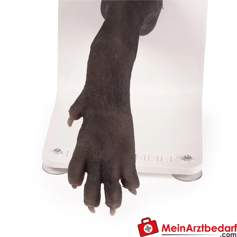 Erler-Zimmer Verbandstrainer Hundepfote, realistisch mit separaten Zehen und flexiblem Gelenk