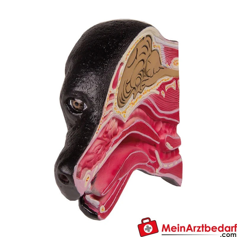 Medianschnitt Hundekopf Anatomie-Modell Lehrmodell 17 x 15 x 6 cm