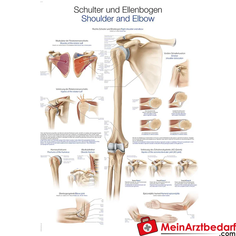 Erler-Zimmer Lehrtafel Schulter und Ellenbogen, 70x100 cm, 200 µm Kunststoff